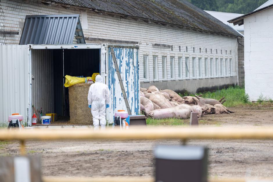 prašičja kuga | Avtor: Profimedia