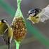 velika sinica (Parus major)