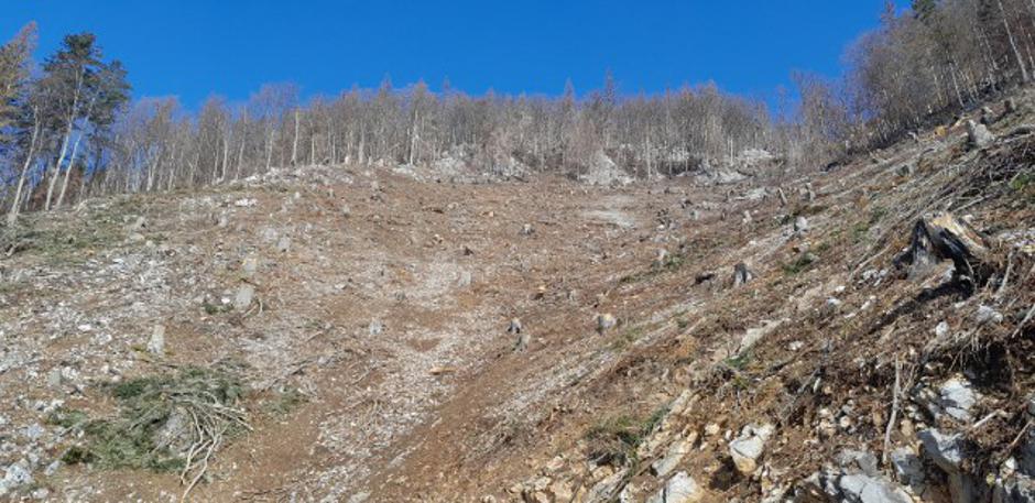 Potoška gora, gozd, obletnica požara, Preddvor | Avtor: Tomaž Polajnar