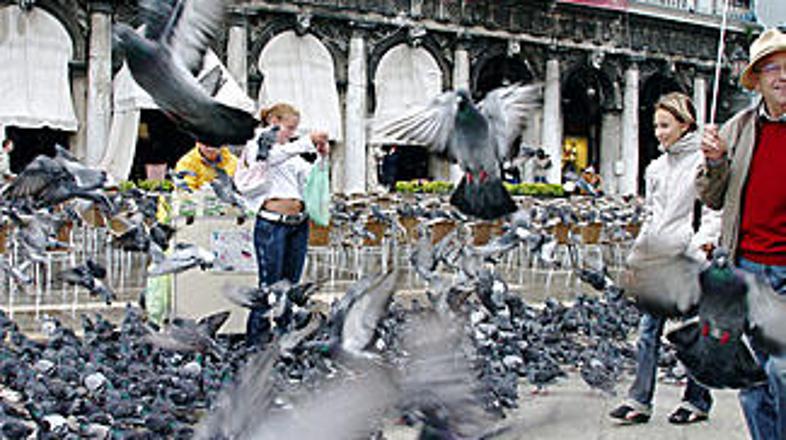 Golobi povzročajo preglavice.