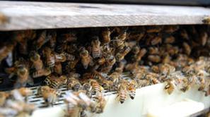 Čebele se niso pustile zlahka pregnati z avtoceste.