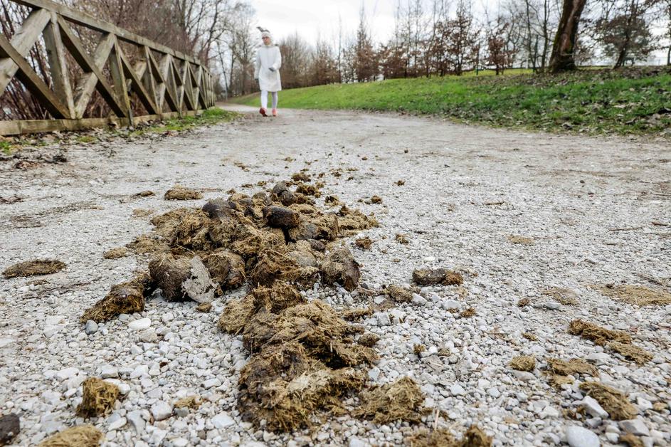 konjska figa, hipodrom stožice