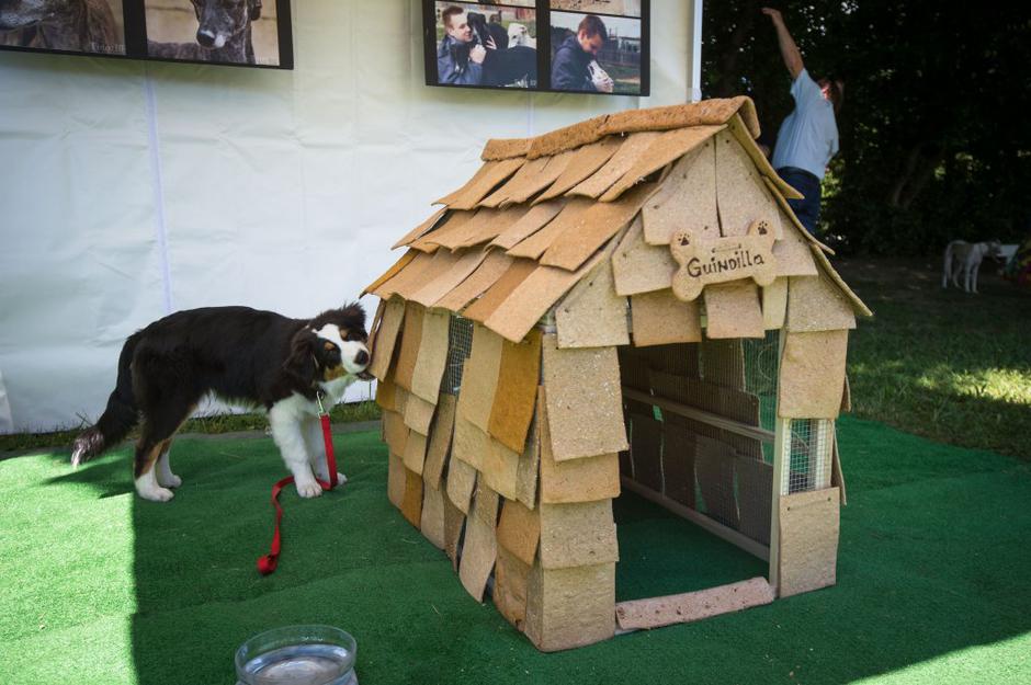 Festival za ljubitelje živali | Avtor: Anže Petkovšek