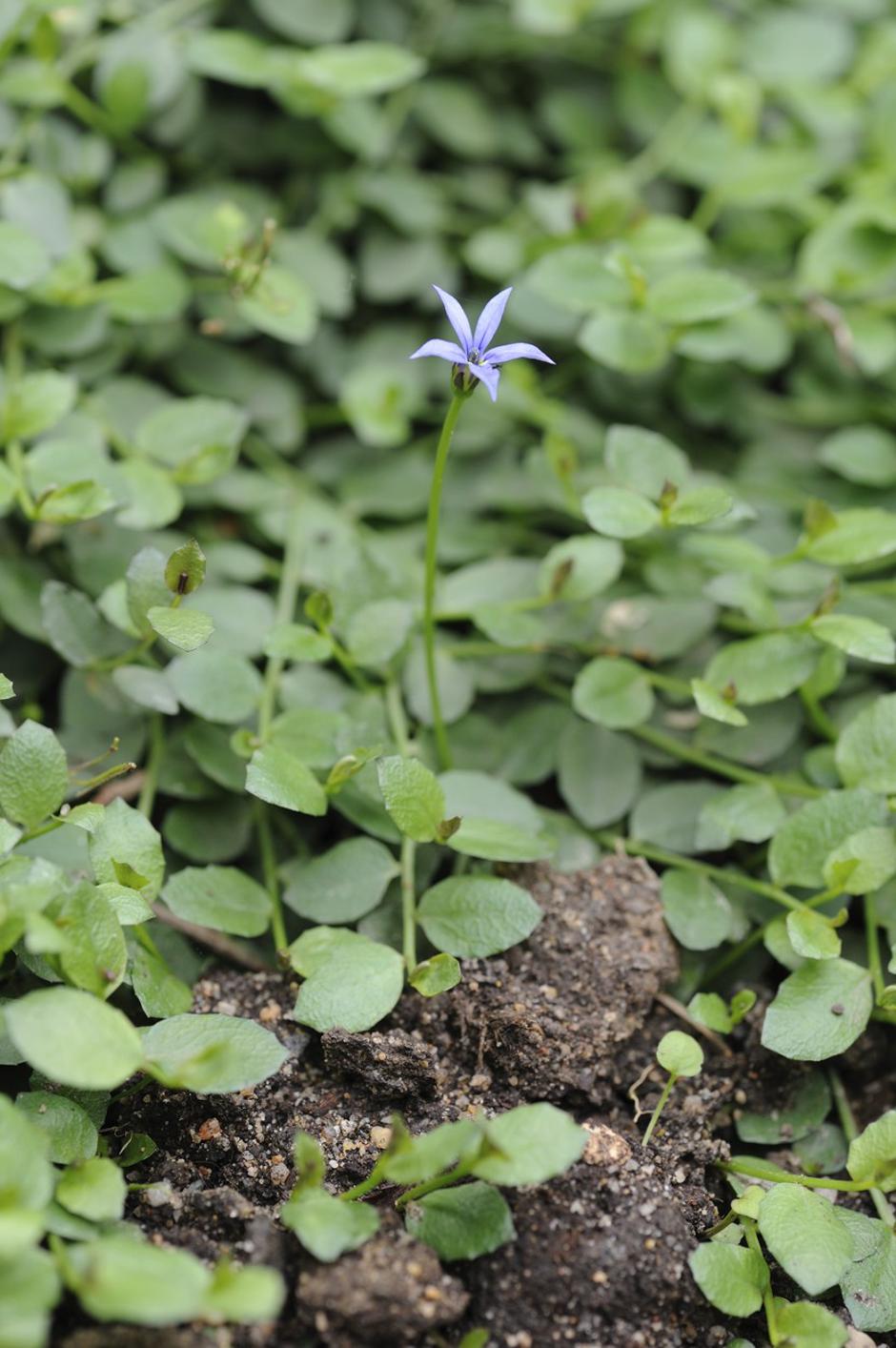 Isotoma fluviatilis | Avtor: Profimedia