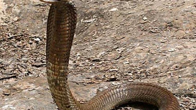 Kaj se je dogajalo v usodnem trenutku, še ni jasno. Kondom, kobra in mrtev moški