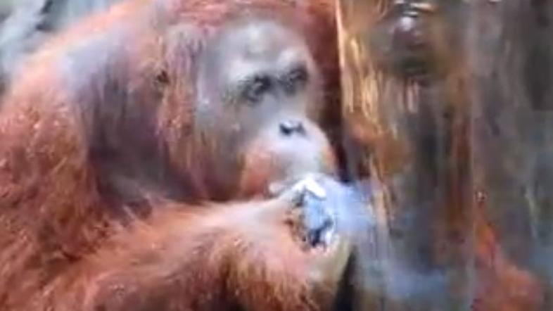 Orangutan