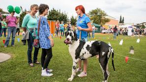 Sejem za ljubitelje živali, pes, nemška doga