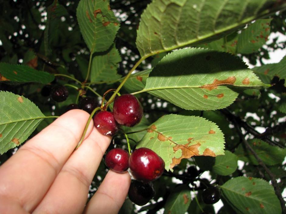 Češnje | Avtor: Žurnal24 main