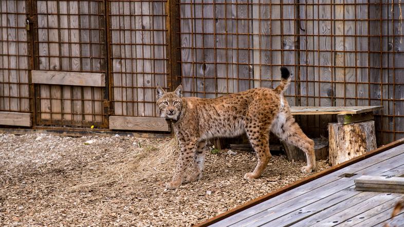 ris Lukaš, izpust, Bohinj