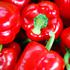 paprika