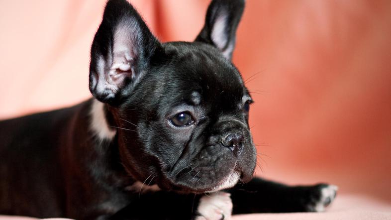 Prepričajte se, da ste odstranili glavico klopa, in kosmatinca opazujte še nekaj