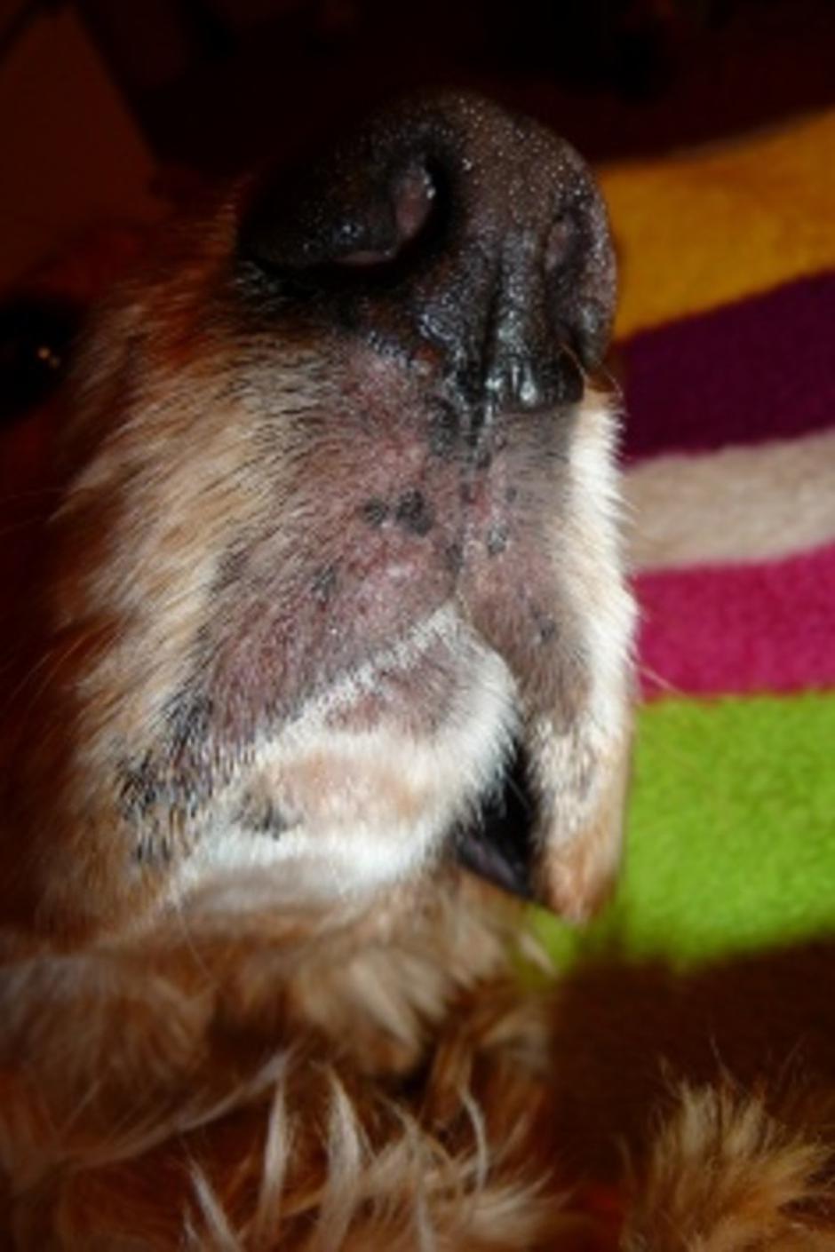 Glivična okužba | Avtor: PetSanus