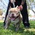 Psi american bully