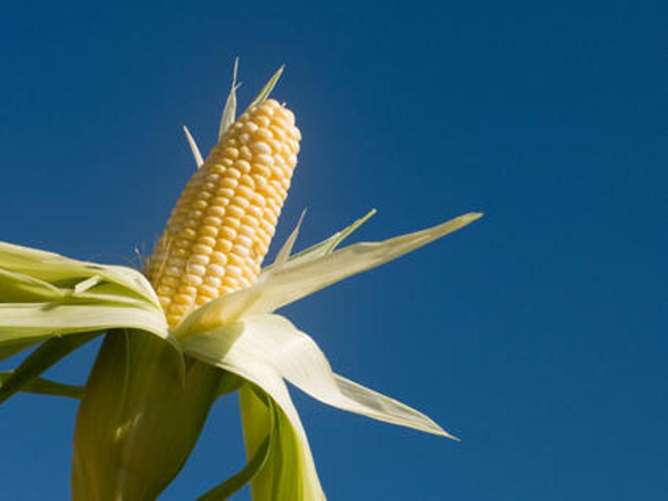 Prav nobeden od nosilcev list večjih slovenskih strank, ki se potegujejo za posl | Avtor: Žurnal24 main