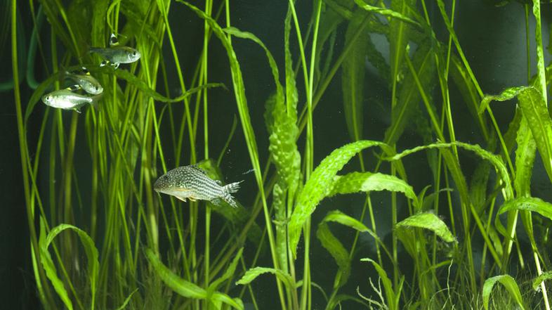 Vse ribice se ne razumejo enako dobro. Ko kupujete različne vrste, pazite, da so