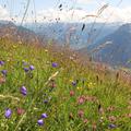 razno 08.04.14. tava, cvetoca trava, foto: shutterstock