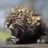 leopard, živalski vrt