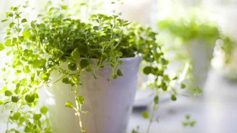 Zelenje bo veliko pripomoglo k boljšemu počutju. (Foto: Shutterstock)