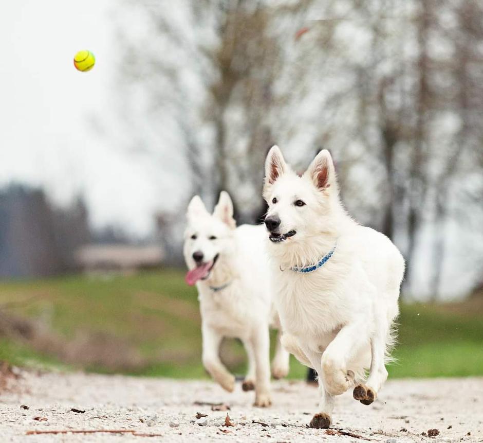 Beli švicarski ovčar | Avtor: Damjana Jugovic Božnar