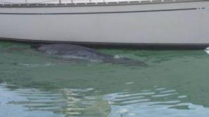 Mali kit je več dni krožil okoli neke jadrnice in se v iskanju hrane skušal pris