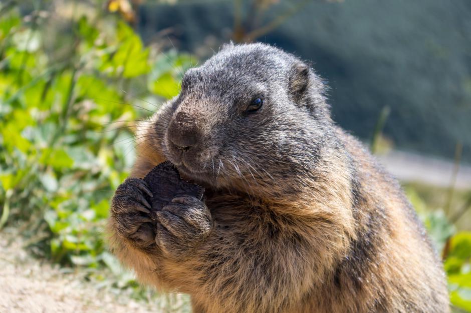 svizec | Avtor: Profimedia