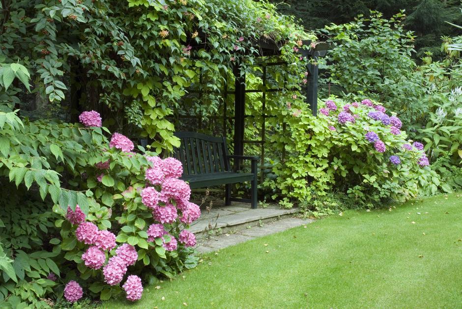 hortenzija | Avtor: Profimedia