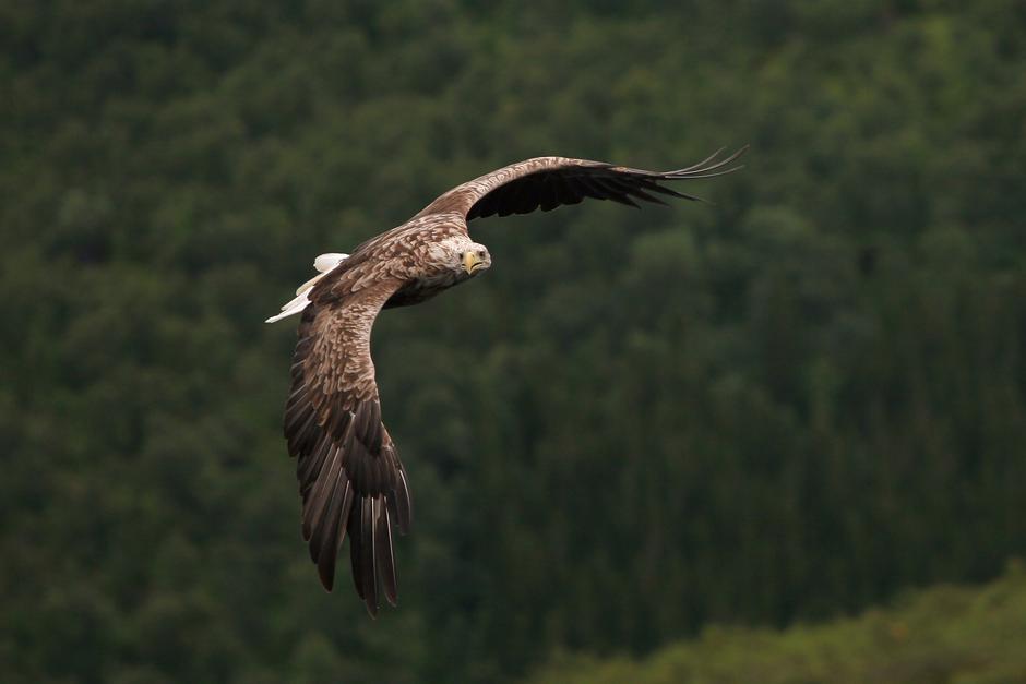 Orel belorepec | Avtor: Marjan Artnak