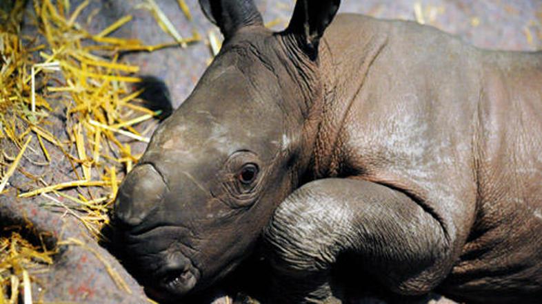 Mala nosoroginja v Münstru bo morda v Nemčiji sprožila novo živalsko manijo.