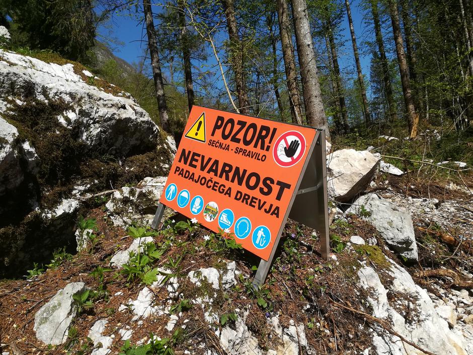 Spravilo lesa ob Bohinjskem jezeru | Avtor: Žurnal24 