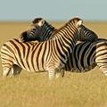 Narodni park Etosha, Namibija