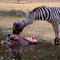Zebra jo je odnesla povsem brez poškodb, nilski konj pa s čistimi zobmi. (Foto: 