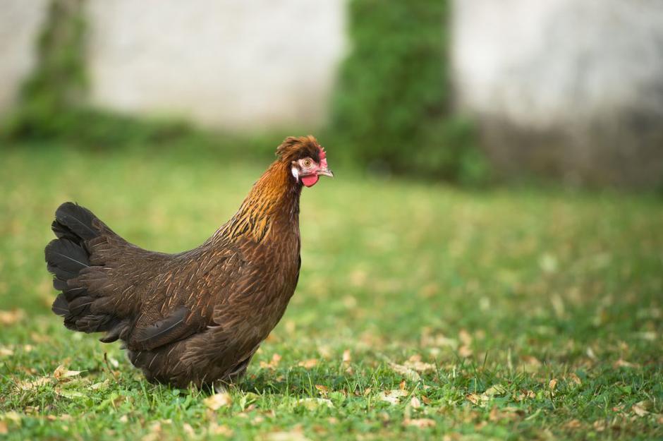 štajerska kokoš | Avtor: Anže Petkovšek