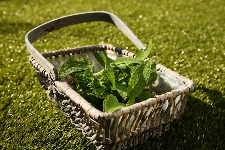 Žajbelj | Avtor: Profimedia