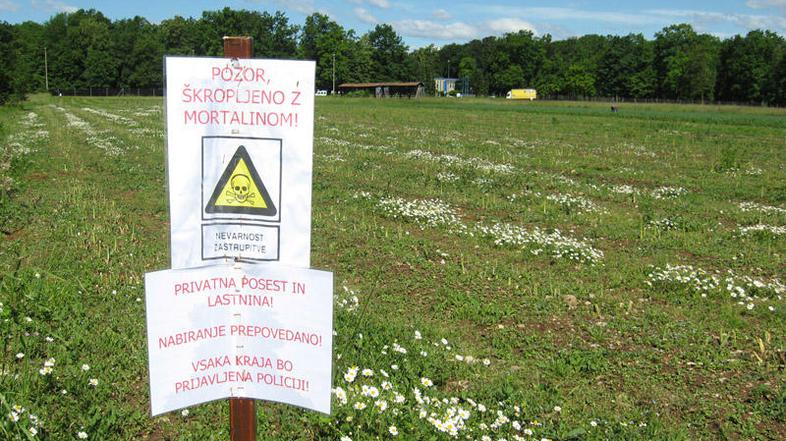 V ozadju nasada špargljev je vodarna Kleče. Če bi na nasadu špargljev dejansko u