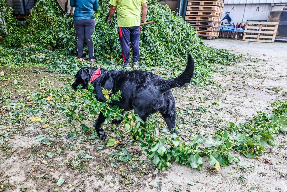 obiranje hmelja | Avtor: Saša Despot
