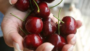 primorska 04.06.2009, cesnje, foto sasa islamovic