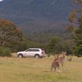 Volvo in kenguru