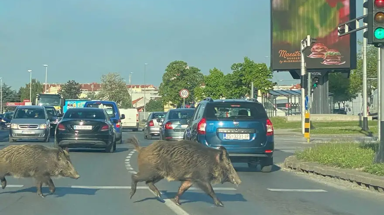 Divji prašiči v Zagrebu