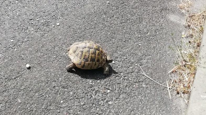 Želva na avtocesti