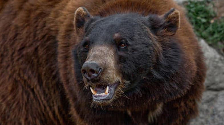 (Foto: Shutterstock)