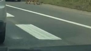 Ovčarja na ljubljanski obvoznici