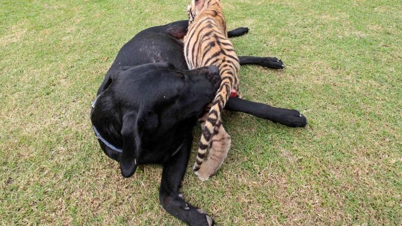 tiger, labradorka