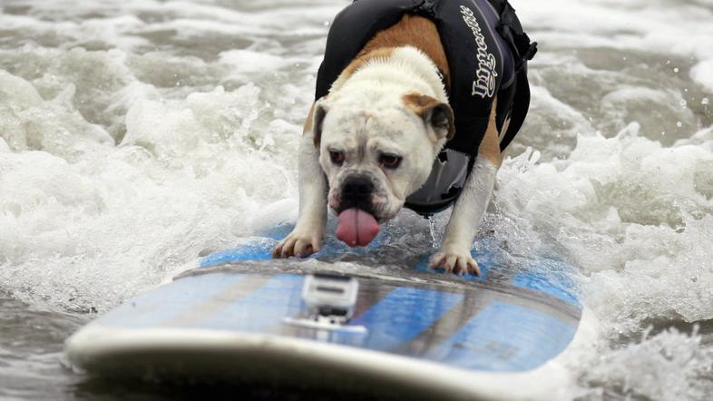 Pasje surfanje