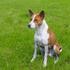 basenji