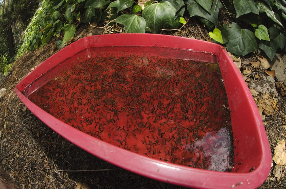 Komarji | Avtor: Profimedia