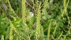 Slovenija 03.09.10, ambrozija, foto: IVZ