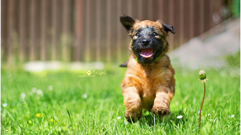 Irski mehkodlaki pšenični terier