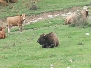 bizon na pašniku na Velebitu