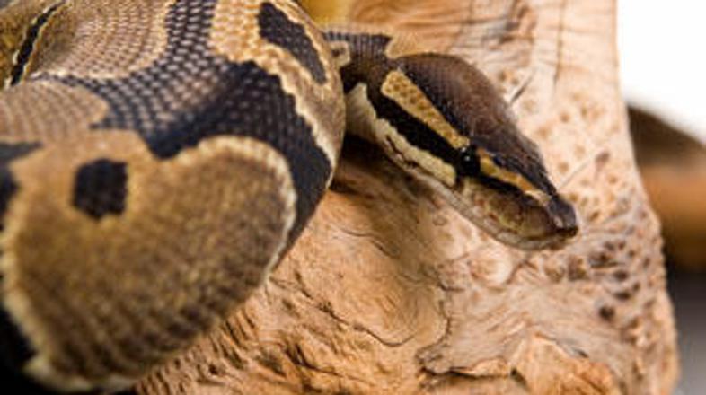 Ameriško gospodinjo je v pralnem stroju čakalo neprijetno presenečenje.