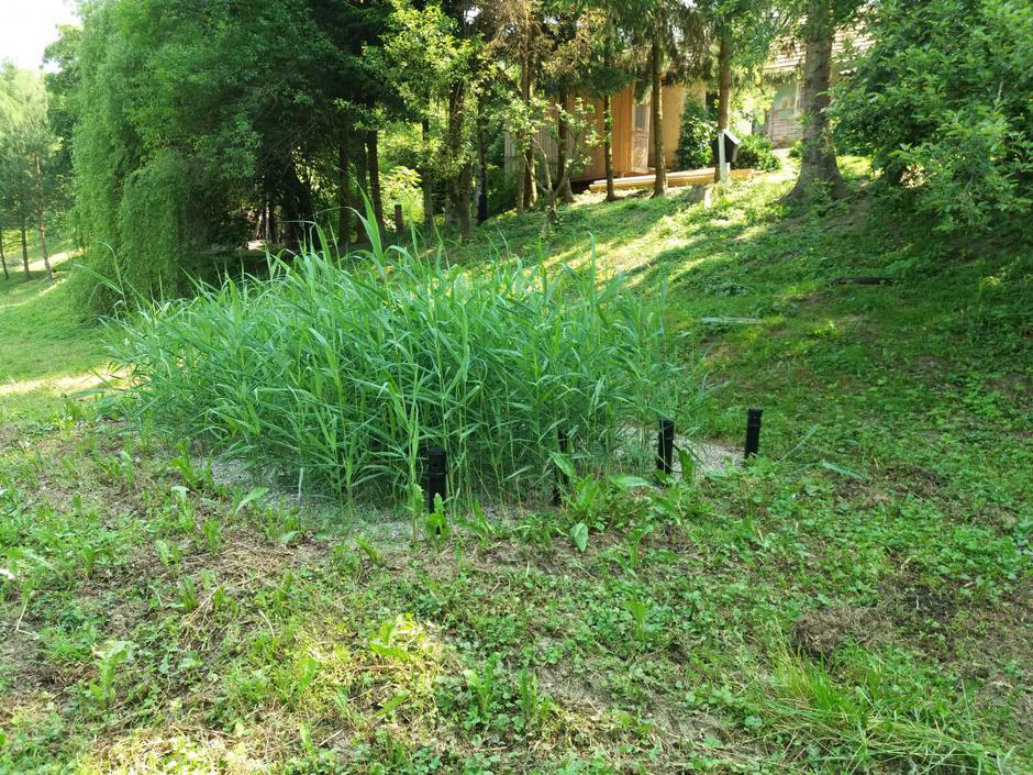 Rastlinska čistilna naprava | Avtor: arhiv Limnowet